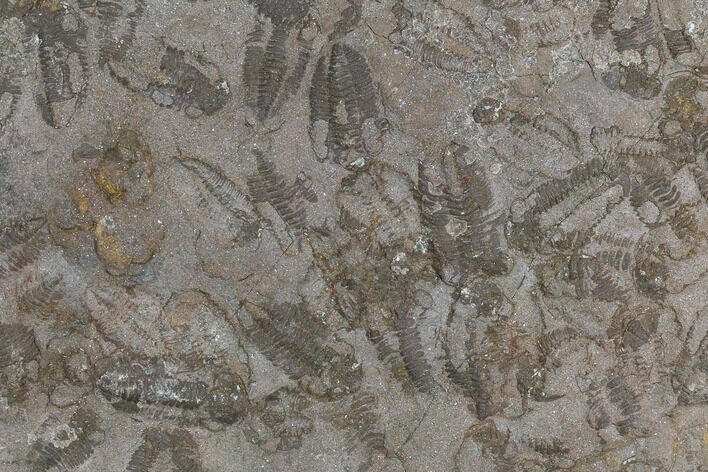 Ordovician Trilobite Mortality Plate - Tafraoute, Morocco #126930